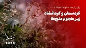 هجوم ملخ ها به کردستان و کرمانشاه