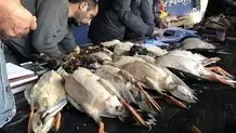 زنگ خطر برای زیست‌بوم خزر؛ ۳۰ فوک جان باختند