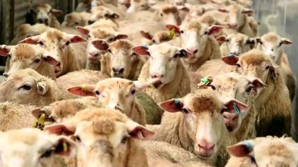 سقوط ۱۱۷ راس گوسفند از صخره
