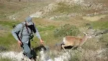دادگاه محیط بان کرمانی برگزار شد 