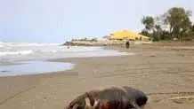 کشف ۳ لاشه دیگر فوک خزری در سواحل مازندران
