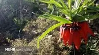 لاله‌های واژگون لرستان